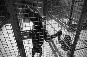 Aufnahme ausgesetzter Hunde im Tierheim Daxlanden