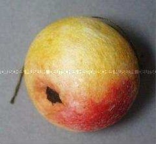 Kleiner Apfel