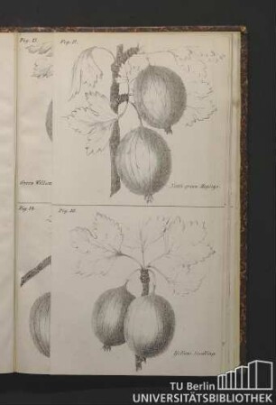 Fig. 13. Green Willow, Johnson's - Fig. 18. Yellow Seedling.