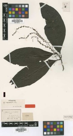Cybianthus macrophyllus Miq. [isolectotype]