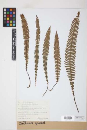 Blechnum spicant (L.) F.W.Weiss