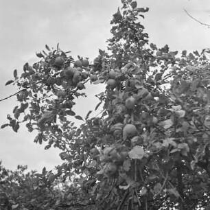 Apfelbaum