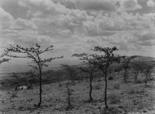 Dornenbüsche : Dornenbusch in der Savanne. Aufnahmeort unweit der Grenze zwischen Tansania und Kenia