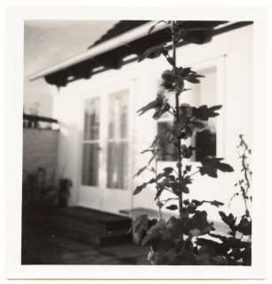 Garten Elsbeth Heddenhausen, Berlin-Zehlendorf: Malve