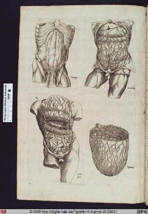 Anatomische Darstellung eines geöffneten männlichen Torsos