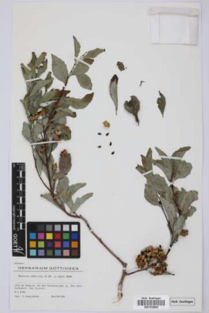 Maytenus umbellata (R. Br.) D.J. Mabberley