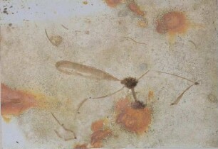 Insekten auf kopierter Roststruktur