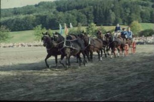 Fotografie: Pferdehaltung, Reitplatz