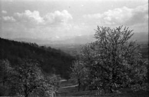 Vogtsburg, Pass: Blick vom Pass auf den Schwarzwald, Blütenbäume