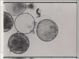 Development of the Ectoparasite Dissodinium pseudocalani (Dinophyceae)
