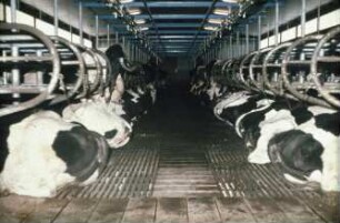 Fotografie: Stallsystem, Milchviehhaltung, Anbindestall, Gitterrost