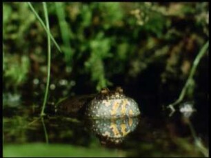 Bombina bombina (Discoglossidae) - Rufe