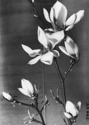 Tulpen- oder Gartenmagnolie (Magnolia x soulangeana) Blühende Zweige
