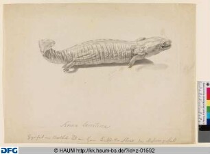 Eidechse (Sirena lacertina)