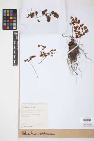 Adiantum raddianum C.Presl