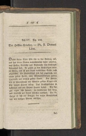Taf. XV. Fig. 100. Der Hekken - Kriecher. - Ph. B. Dumeti Linn.