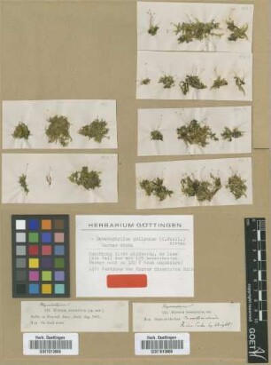 Hypnum dissolutum Sull. var. not on sheet not on sheet