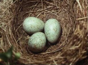 Turdus merula (Turdidae) - Eiablage und Brutverhalten