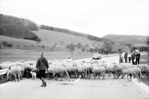 Schuttertal: Schafherde auf der Schuttertalstraße bei Schuttertal