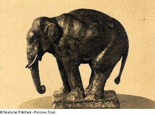 Pendelnder Elefant (Indischer Elefant)