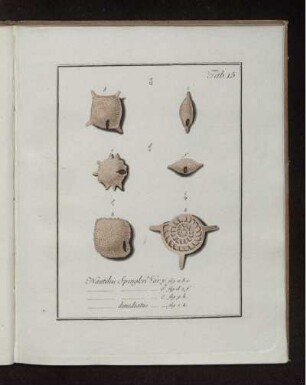 Tab. 15. Nautilus Spengleri
