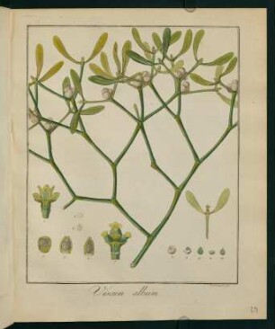 29r, Viscum album
