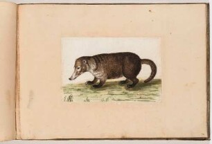 Nasenbär, im Klebeband "Gemahlte Wilde Thiere"