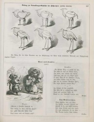 "Beitrag zur Entwicklungs-Geschichte des Fischreihers (Ardea cinerea)" "Maus und Hamster"