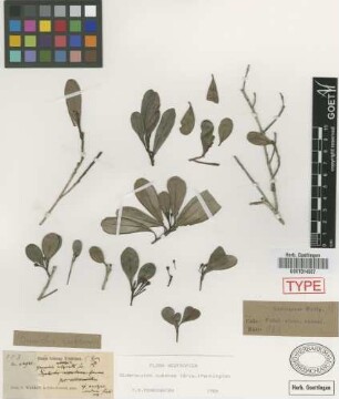Bumelia cubensis Griseb.[syntype]