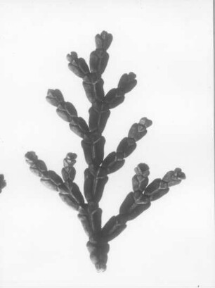 Erbsenfrüchtige Weißzeder oder Scheinzypresse (Chamaecyparis pisifera), Zweigspitze