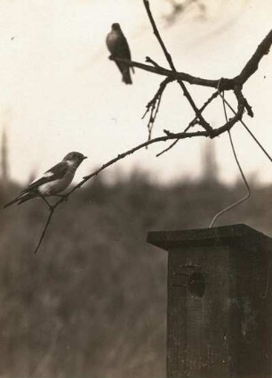 Europa. Fliegenschnäpper (Muscicapidae). Männchen und Weibchen am Nistplatz