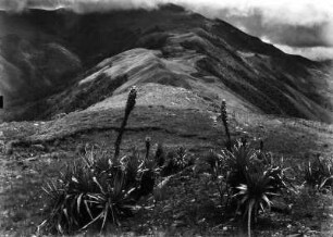 Andenvegetation : Berglandschaft mit Andenvegetation
