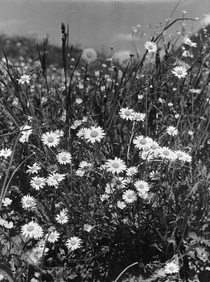 Wiesenstück mit Margueriten