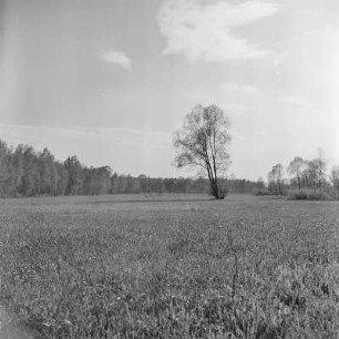 Landschaftsbild. Fließgewässer um Lübbenau. : Wobraz krajiny. Groble w Lubnjowje.