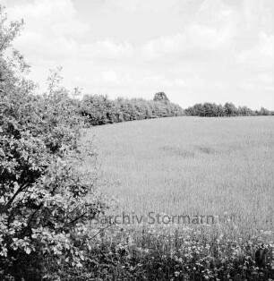 Landwirtschaft: Landstraße Richtung Sattenfelde: Getreidefeld: vorn Blumen und Büsche: hinten Knick