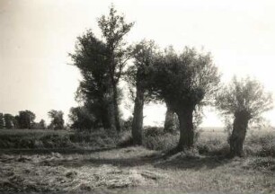 Luppenaue bei Gundorf. Wiesen mit Weiden und Pappeln