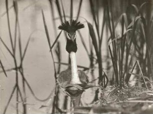 Haubentaucher (Podiceps cristatus) schwimmend