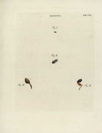 Tab. CXII.