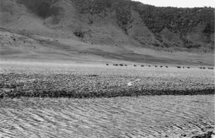 Tiere im Ngorongoro-Krater : Eine Herde Tiere zieht durch den Ngorongoro-Krater; im Vordergrund Gewässer