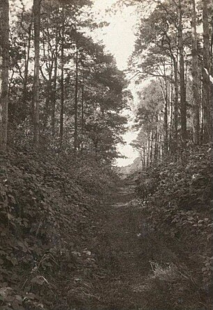 Vegetationsbild. Kiefernwald mit Bubus -Vegetation