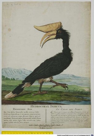 Hydrocorax Indicus.