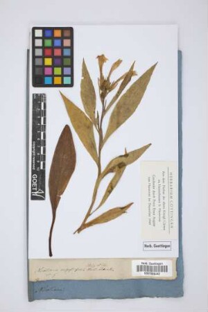Nicotiana angustifolia Ruiz et Pav.