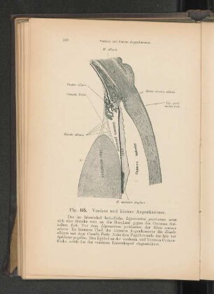 Fig. 105. Vordere und hintere Augenkammer.