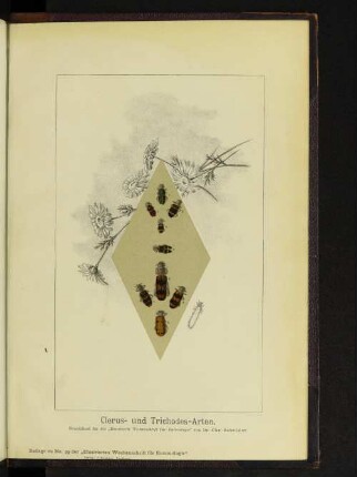 Clerus- und Trichodes-Arten.