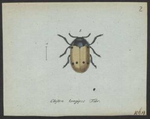 Clythra. Cryptocephalus. pag. 136 - 142.
