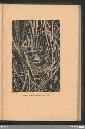 Bartmeise, Panurus biarmicus, Linn., im Nest