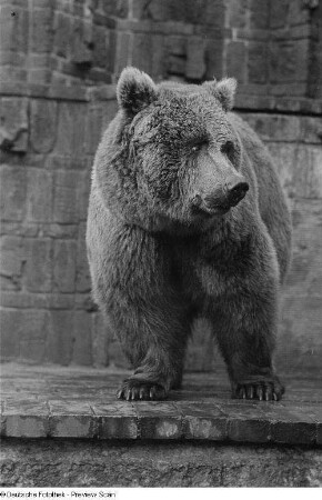 Braunbär : Braunbär im Freigehege