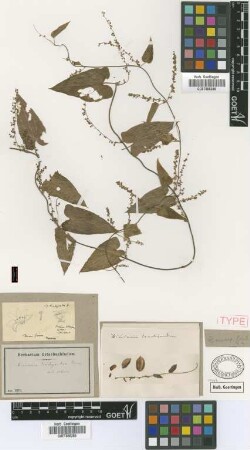 Dioscorea trachyandra Griseb. [type]