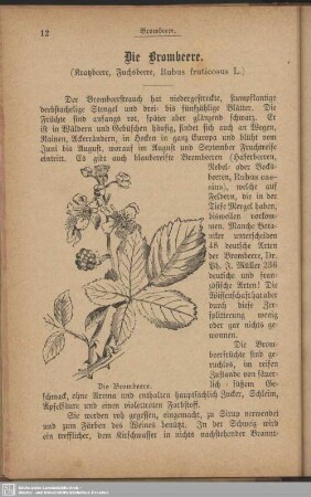 Die Brombeere