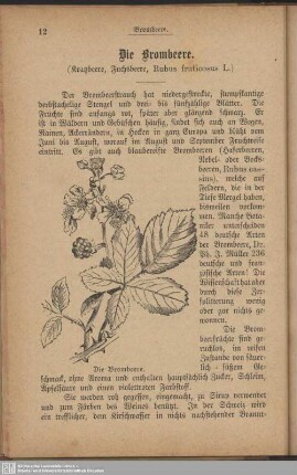 Die Brombeere